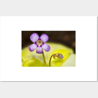 Butterwort Flower Posters and Art